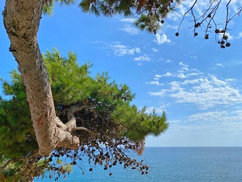 Pine tree branch over blue sea water on horizon at summer sunny day. Beautiful seascape against clouds sky.
