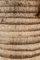 Textura da casca de um coqueiro.