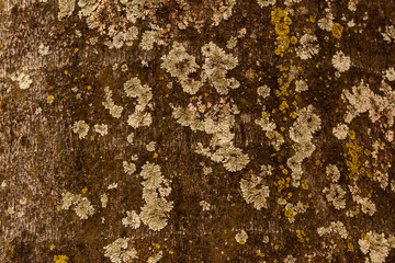 Textura natural da casca do tronco de uma velha árvore com musgo.