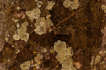 Textura natural da casca do tronco de uma velha árvore com musgo.