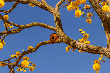 Um ninho de João de Barro em um galho de ipê amarelo florido com céu azul ao fundo.