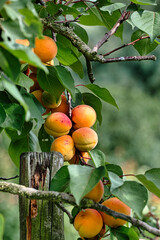 Aufnahme von mehreren Marillen auf dem Baum