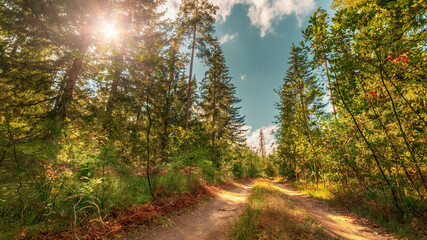 Obraz premium Sunny scene on the forest road. Idyllic landscape in a mixed forest with the sun between the branches. Sunbeams visible