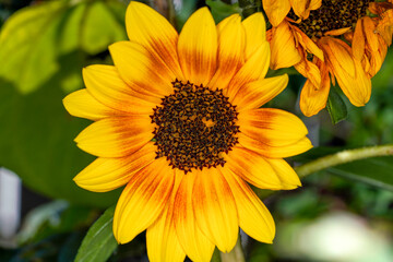 sunflower in the garden