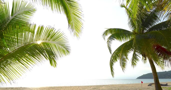 4K. Nature video Tropical coconut palm leaf swaying in the wind with sun light, Summer background, slow motion. Nature and travel concept