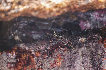 Photo of Crab on rock  , At  Sea end