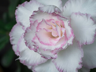 White desert rose, other names adenium obesum. Blooming white adenium, obesum, desert rose, flowers surrounded by green leaf with blurred background.