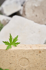 Stone podium. A pedestal made of natural stone of beige color with a leaf of meadow geranium on a stone background. High quality photo