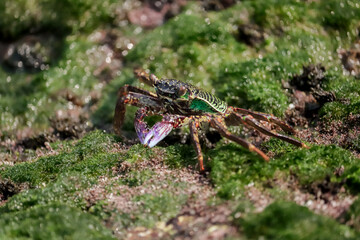 Photo of Crab on rock  , At  Sea end