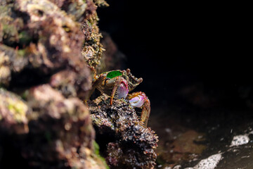 Photo of Crab on rock  , At  Sea end