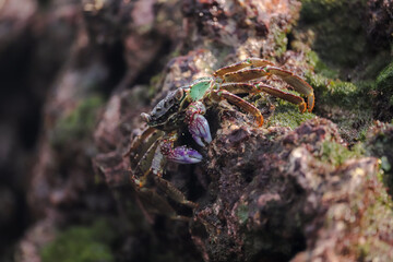 Photo of Crab on rock  , At  Sea end