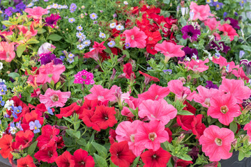 Colorfull Petunia flowers under natural lighting. Summer flower beds.