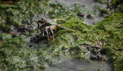 Photo of Crab on rock  , At  Sea end