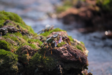 Photo of Crab on rock  , At  Sea end