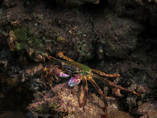 Photo of Crab on rock  , At  Sea end