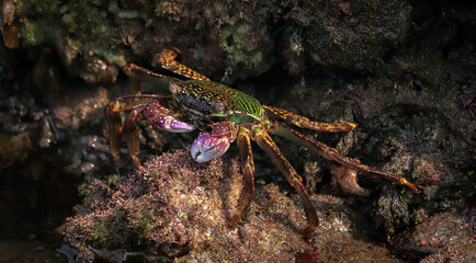 Photo of Crab on rock  , At  Sea end
