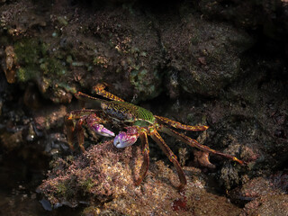 Photo of Crab on rock  , At  Sea end