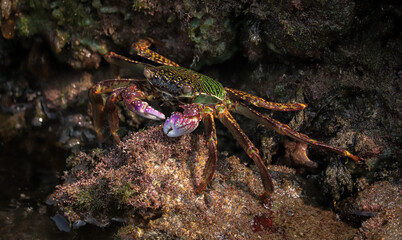 Photo of Crab on rock  , At  Sea end