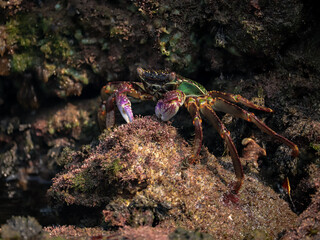 Photo of Crab on rock  , At  Sea end