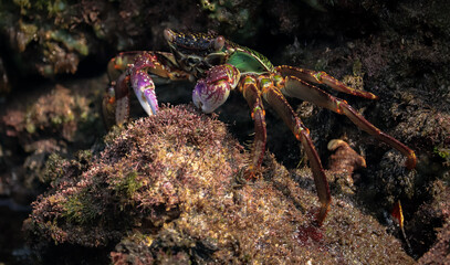 Photo of Crab on rock  , At  Sea end