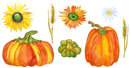 Harvest illustration, with pumpkins, sunflowers and wheat for halloween set of vegetables