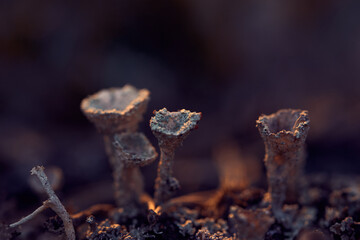 close up of a lichen