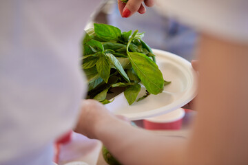 Green basil in the hands of young woman. Natural healthy eating. Organic food. Veganuary