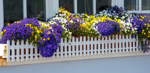 St Mawes, Cornwall, England, UK. 2021.  Blue, yellow, white flowers in a white picket fenced window...