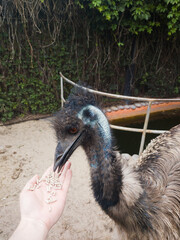 An ostrich eats food from hands on a farm, a large bird in a paddock on white sand next to a lake, a large bird close-up. Breeding ostriches at the zoo. 