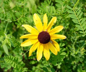 A close view of the yellow black eyed susan flower.