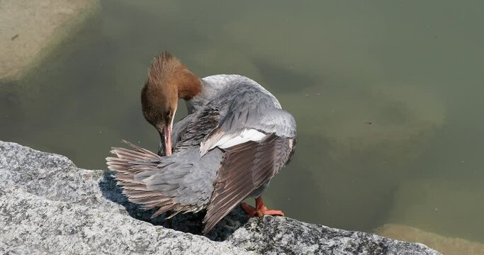 (Mergus merganser) Common merganser or goosander female with grey plumage and reddish-brown head sit on a rock in the middle of the water opening and cleaning its wings to the sun 