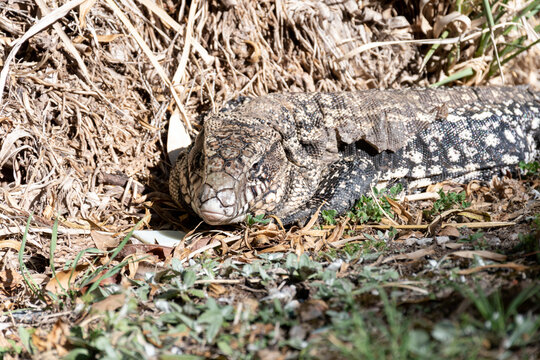 Overo lizard sunbathing on foliage