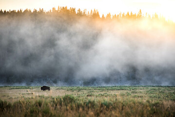 Lone buffalo in morning haze in Yellowstone