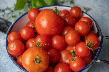 Fresh picked tomatoes from garden in bowl with herbs