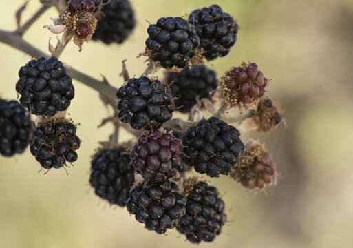 Rubus ulmifolius elmleaf blackberry red and green summer berries still immature, on deep green and out of focus background