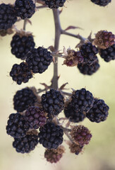 Rubus ulmifolius elmleaf blackberry red and green summer berries still immature, on deep green and out of focus background