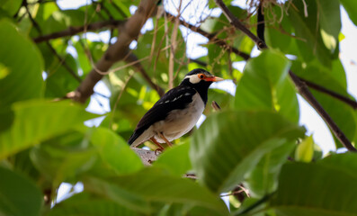 Weaver Bird sitting on the tree
