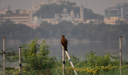 Eagle sitting on the rod , Nature background