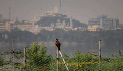 Eagle sitting on the rod , Nature background
