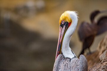 Wild Brown Pelican