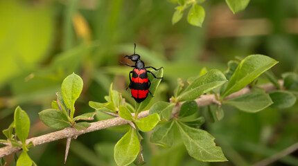 bug on a Leaf