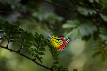 Fototapeta na wymiar Butterfly sitting on the leaf's