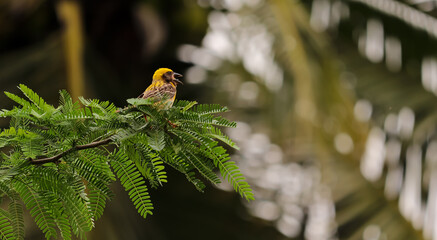 Weaver Bird sitting on the tree