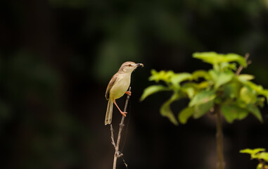 Weaver Bird sitting on the tree