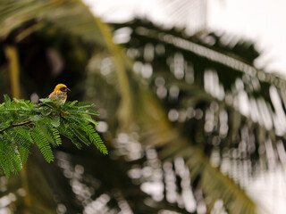 Weaver Bird sitting on the tree