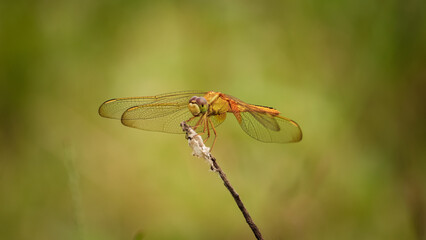 Dragonfly sitting on the flower