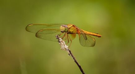 Dragonfly sitting on the flower
