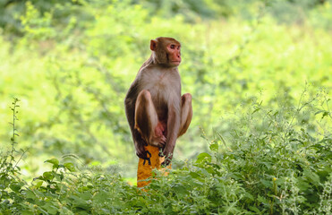Monkey sitting on the wall 