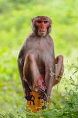 Monkey sitting on the wall 