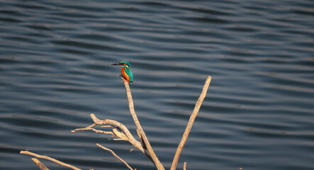 KingFish Bird sitting on the tree branch	